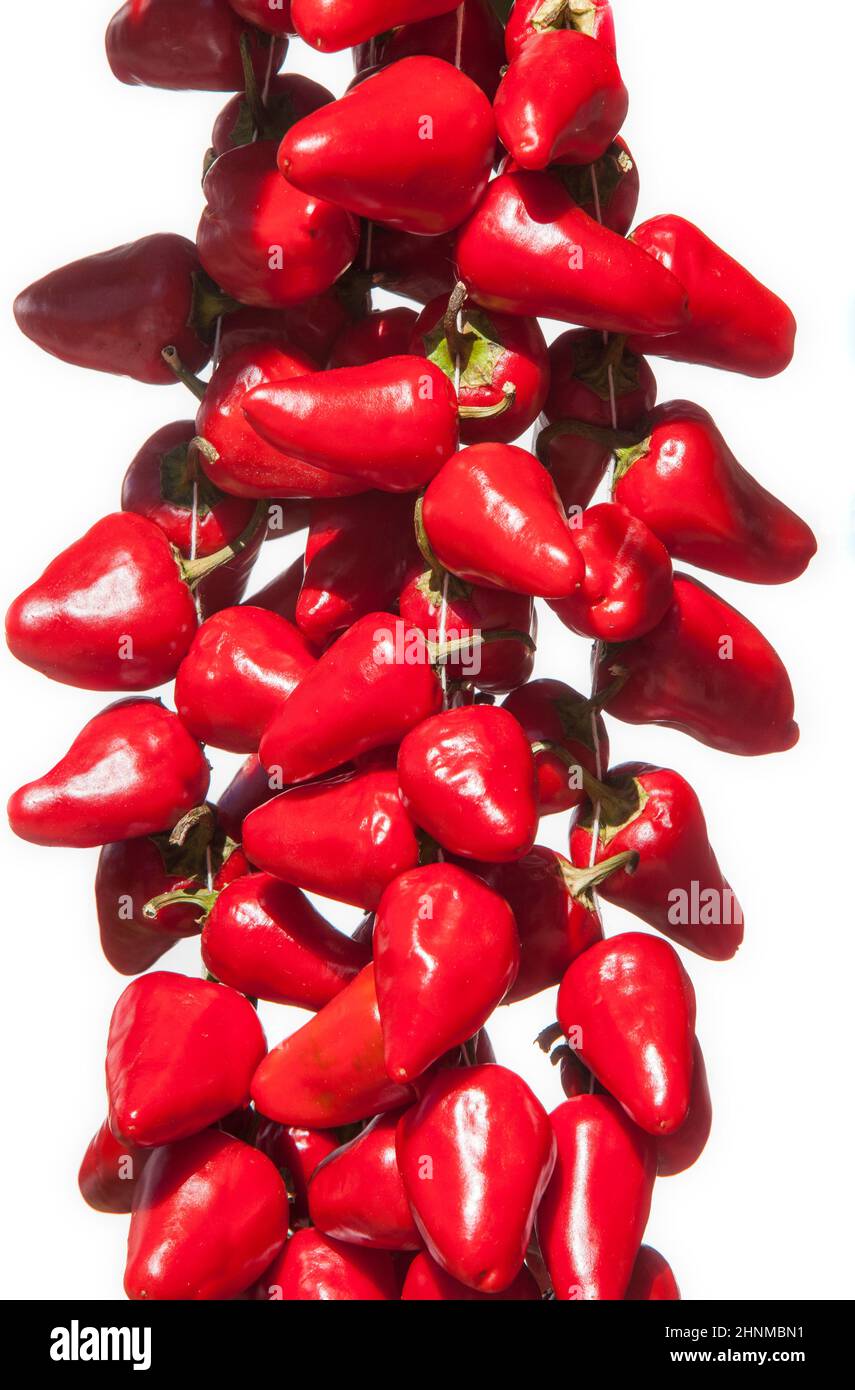 Hängender Bund Piquillo-Paprika. Isoliert über Weiß Stockfoto