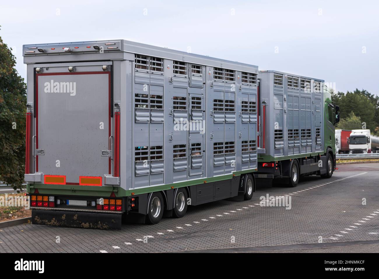 Ein moderner Viehtransporter mit Anhänger auf dem Weg zum Schlachthof Stockfoto