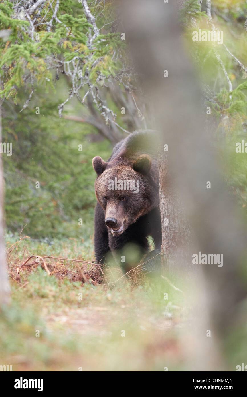 Ein Braunbär, der mit einem wütenden und bedrohlichen Aussehen aus dem Wald auftaucht. Stockfoto
