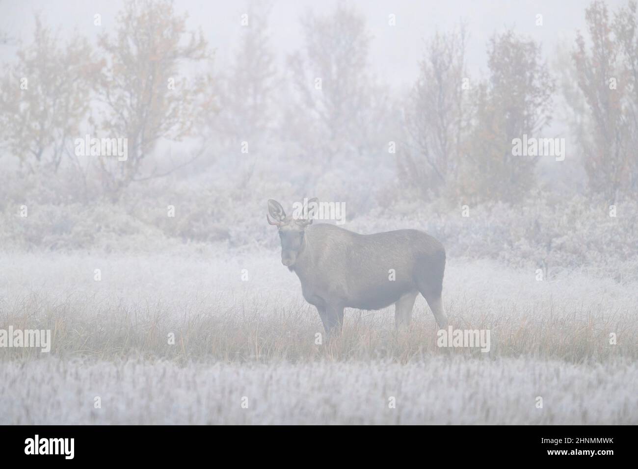 Elch / Elch (Alces alces) junger Bulle mit kleinem Geweih, der im frühen Morgennebel / Nebel in der Taiga im Herbst, Schweden, auf der Nahrungssuche ist Stockfoto