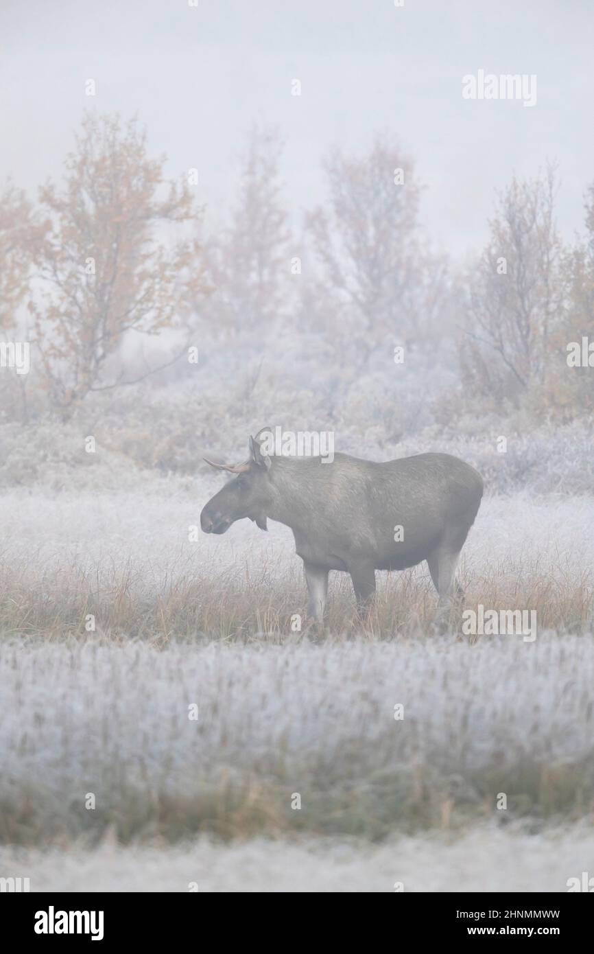 Elch / Elch (Alces alces) junger Bulle mit kleinem Geweih, der im frühen Morgennebel / Nebel in der Taiga im Herbst, Schweden, auf der Nahrungssuche ist Stockfoto