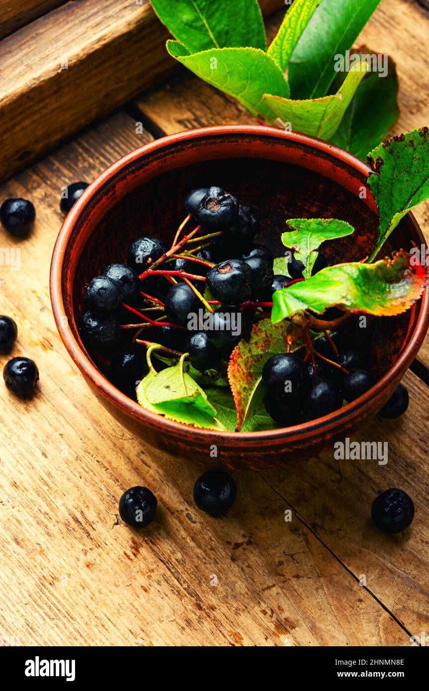 Trauben von frischer Apfelbeere. Kräutermedizin und Homöopathie Stockfoto