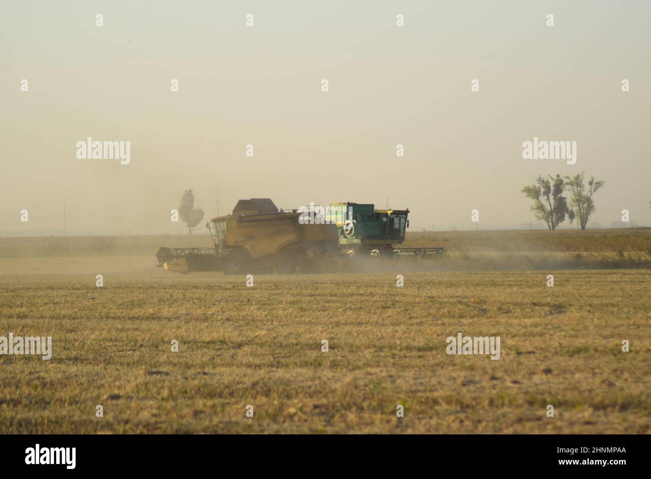 Soja-Ernte von verbindet im Feld. Stockfoto