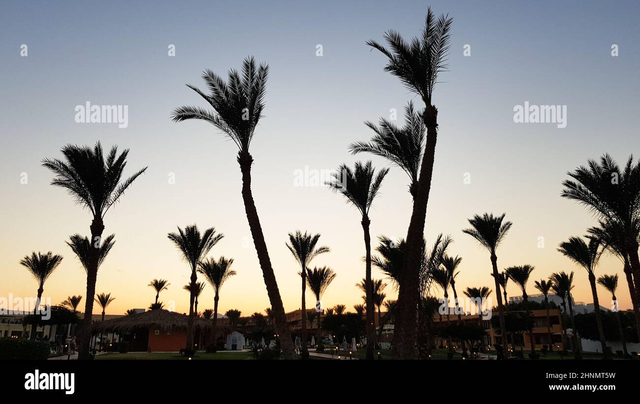 Silhouetten von Palmen gegen den Himmel während des Sonnenuntergangs. Kokospalmen, tropischer Baum Ägyptens, Sommerbaum. Eine Familie von monokotyledonösen, holzigen Pflanzen mit unverzweigten Stämmen. Stockfoto