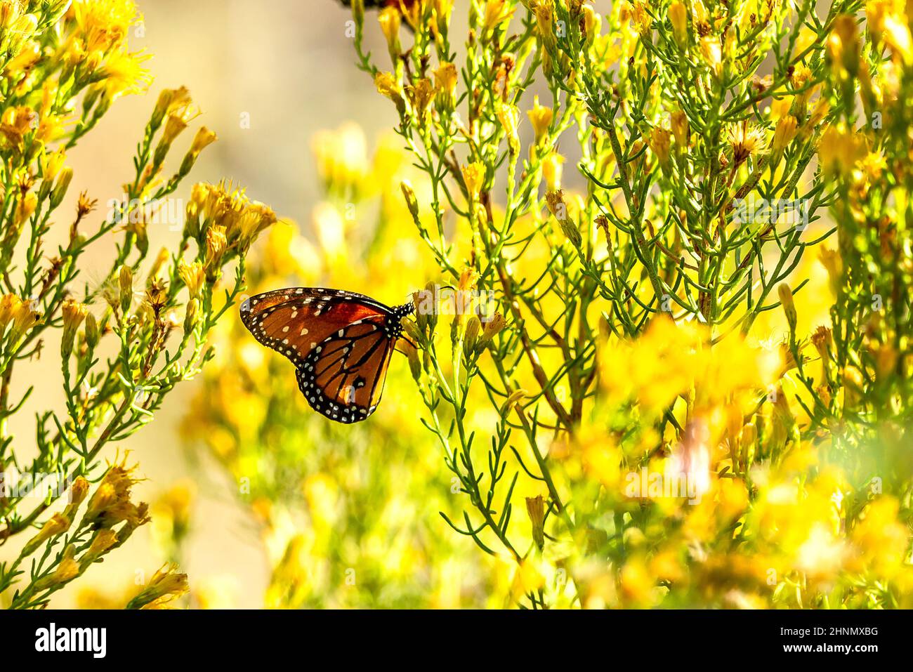 Schmetterling auf Blumen Stockfoto