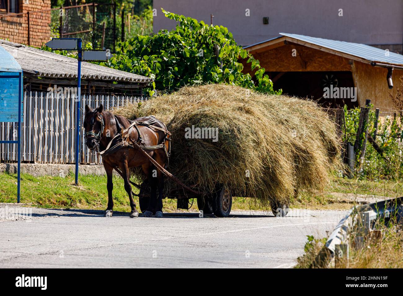 Landwirt bei der Heuernte mit Pferdekutsche in Oberkerz in Rumänien, 11. August 2021 Stockfoto