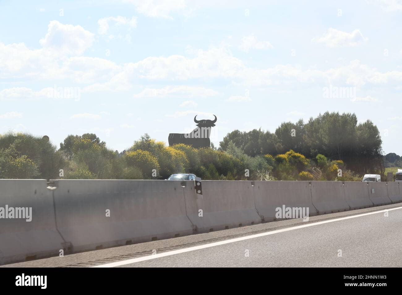 Der spanische Bulle auf einer Straße in der Provinz Valencia, Spanien, Juni 2021 Stockfoto