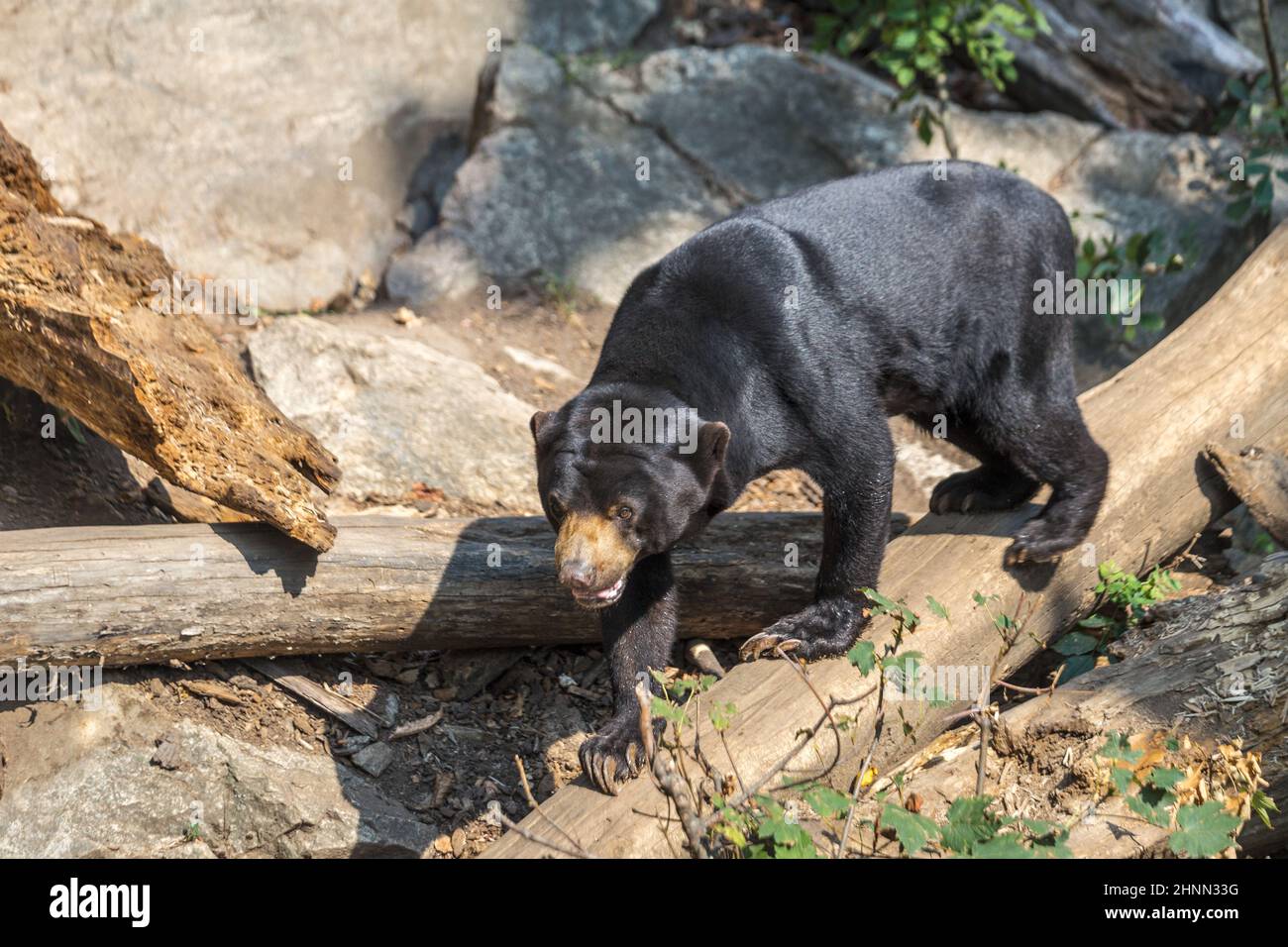 Der malaiische Sonnenbär (Helarctos malayanus), auch bekannt als der „Honigbär“. Stockfoto