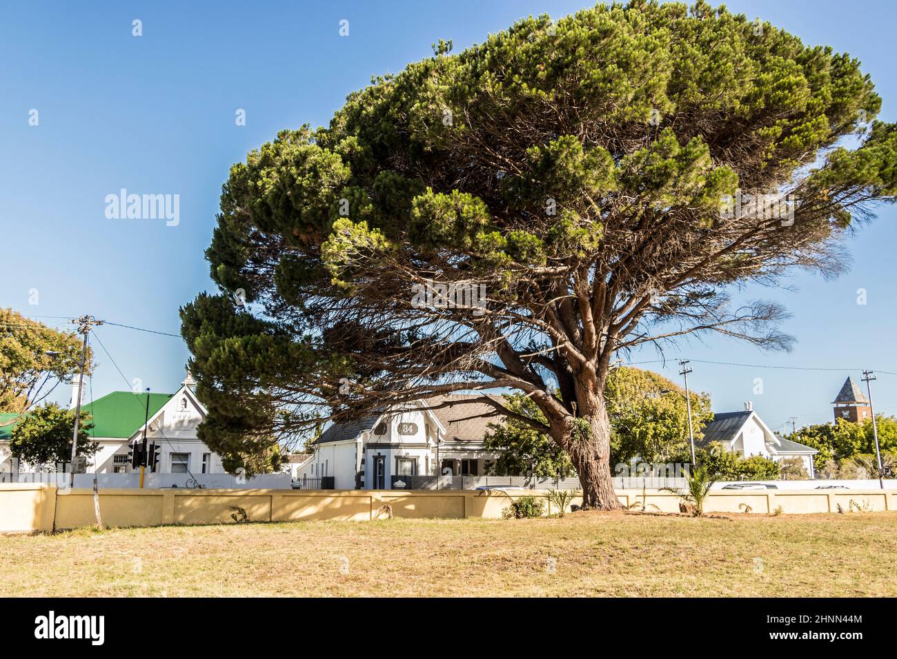 Großer afrikanischer Baum in Kapstadt, Südafrika. Stockfoto