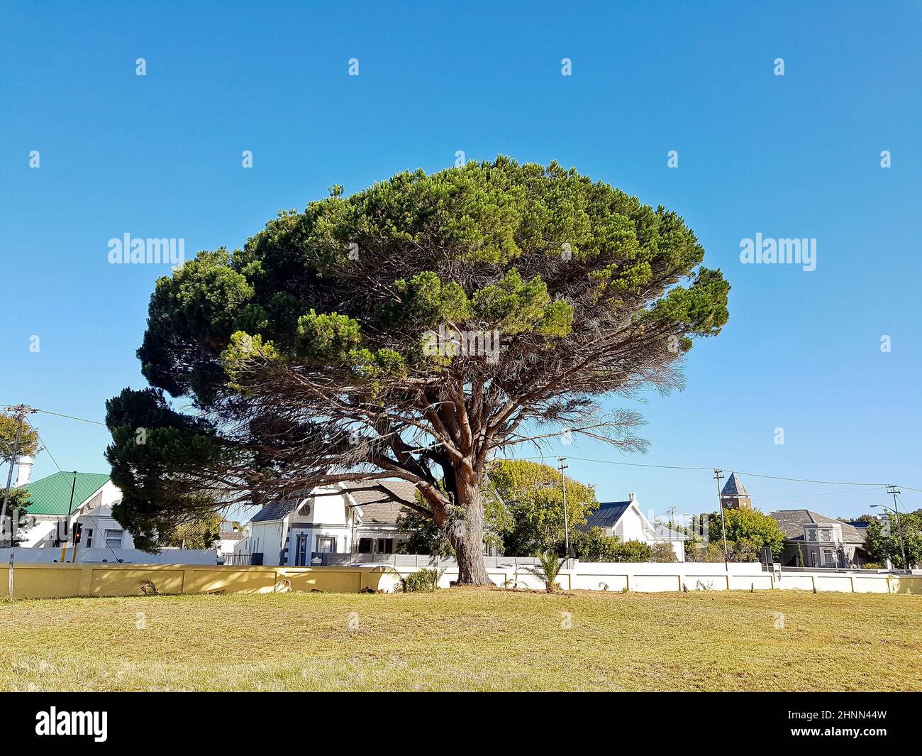 Riesiger afrikanischer Baum im Park, Kapstadt, Südafrika. Stockfoto