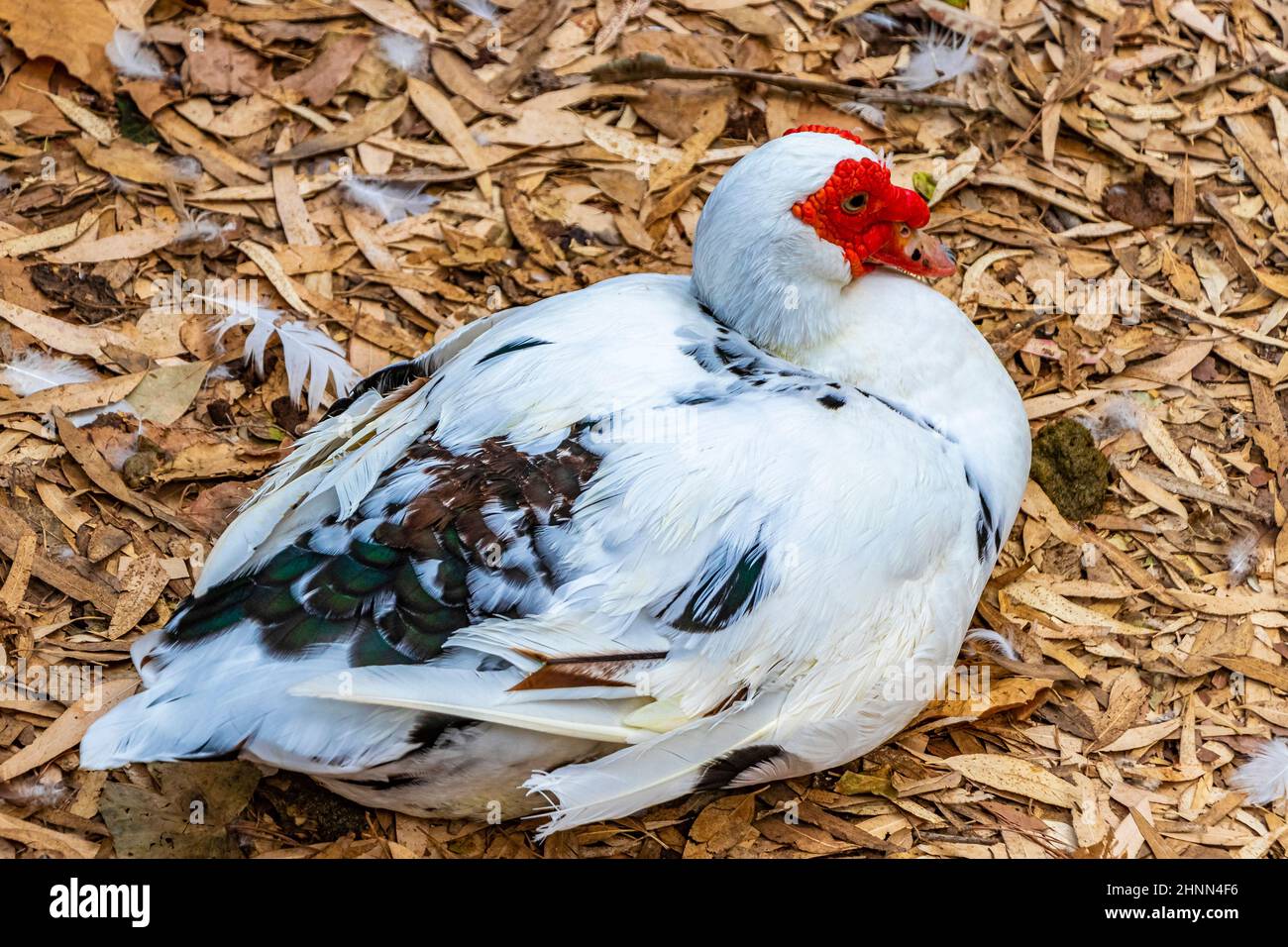 Seltsame rote Warty-Faced-Warty-Ente muscovy-Ente im Rodini-Park auf der Insel Rhodos in Griechenland. Stockfoto