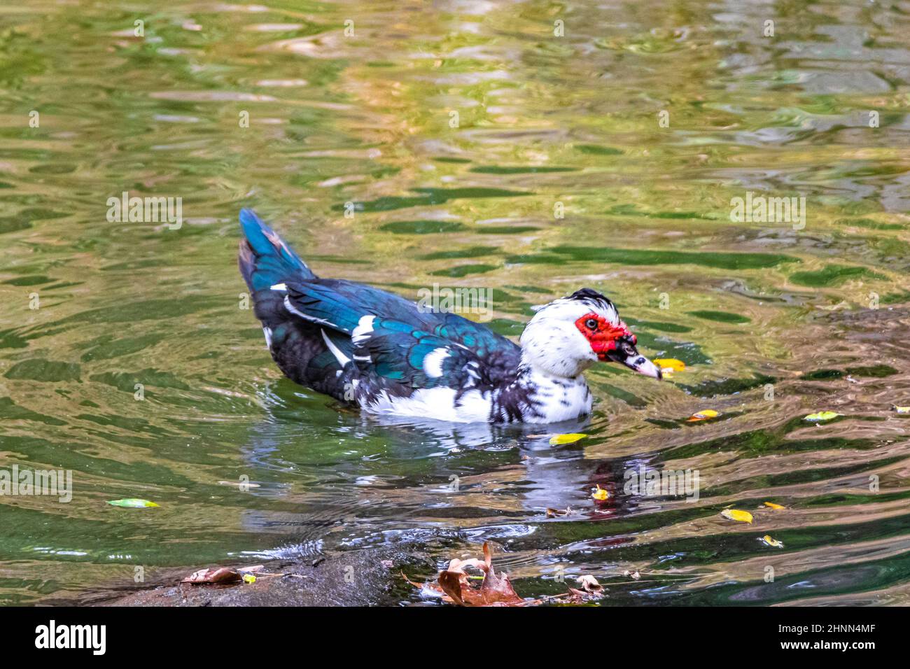 Seltsame rote Warty-Faced-Warty-Ente muscovy-Ente im Rodini-Park auf der Insel Rhodos in Griechenland. Stockfoto