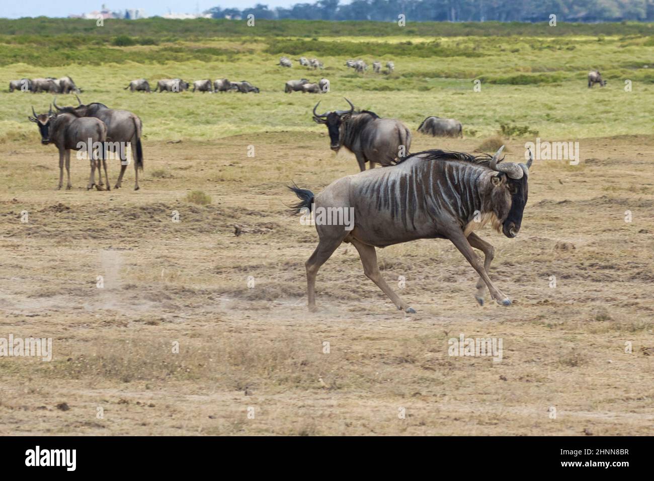 Ein blauer Gnus, Connochaetes taurinus, läuft im Amboseli National Park. Stockfoto