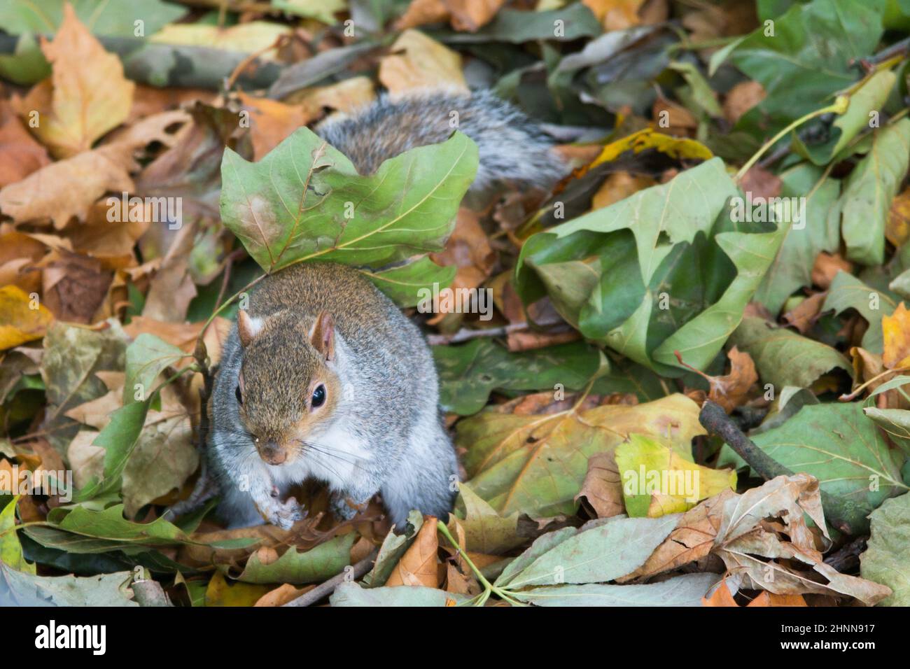 Süßes Eichhörnchen in einem Park, London. Herbstfarben auf den Blättern herum. VEREINIGTES KÖNIGREICH Stockfoto