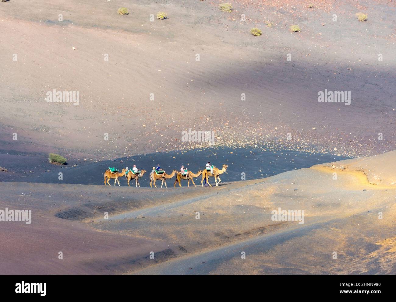Touristen auf einer Kamelsafari im Timanfaya National Park Stockfoto