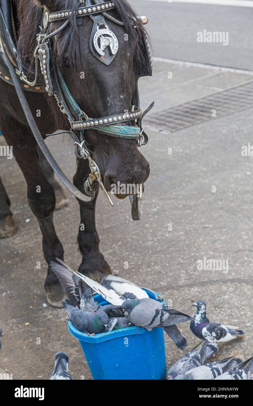 Pferd und Tauben trinken Wasser aus einem Plastikwassertopf Stockfoto