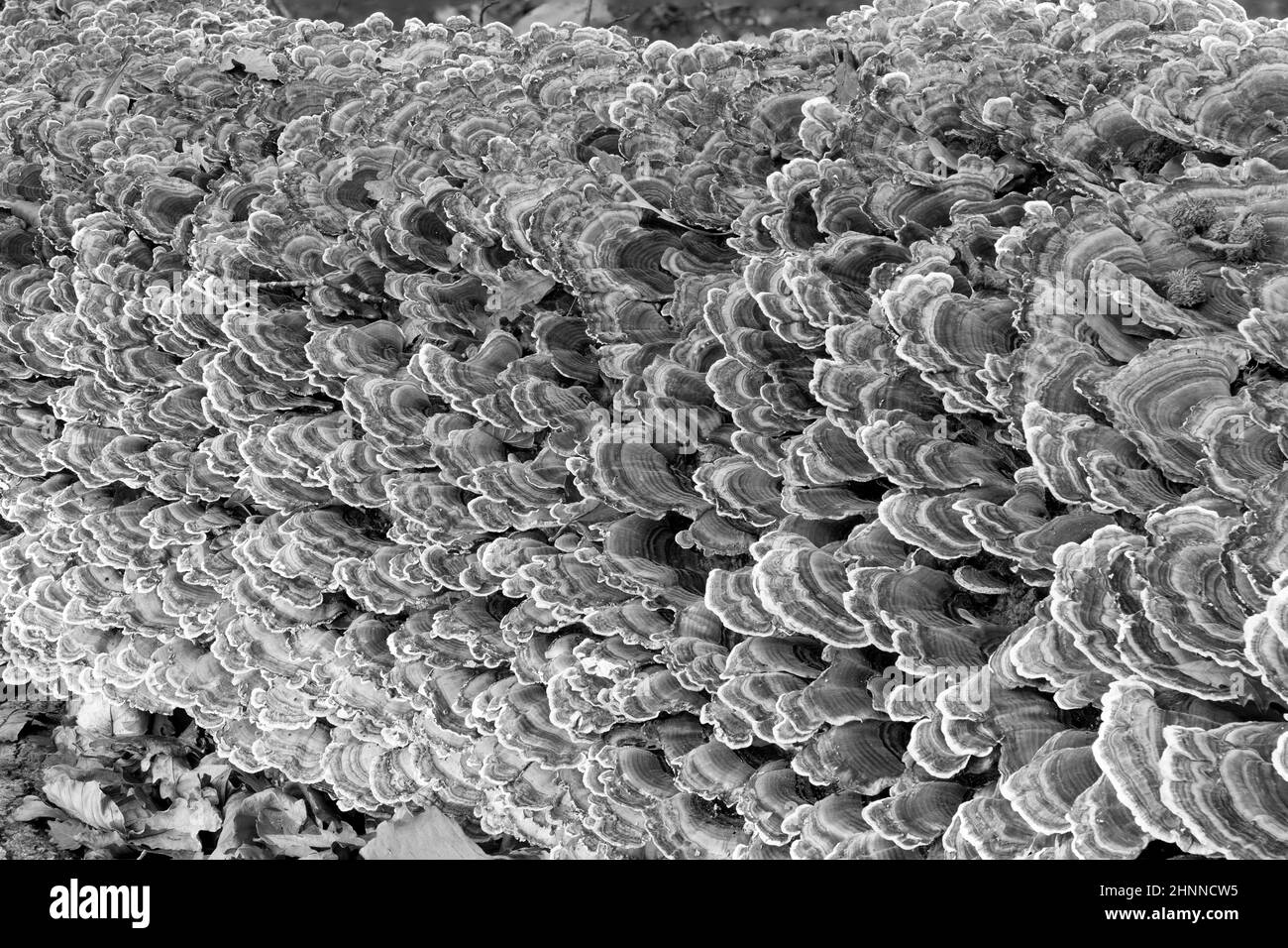 Schwarz-weißes Foto des putenschwanzes (trametes versicolor), der auf einem gefallenen Baum im Wald wächst Stockfoto