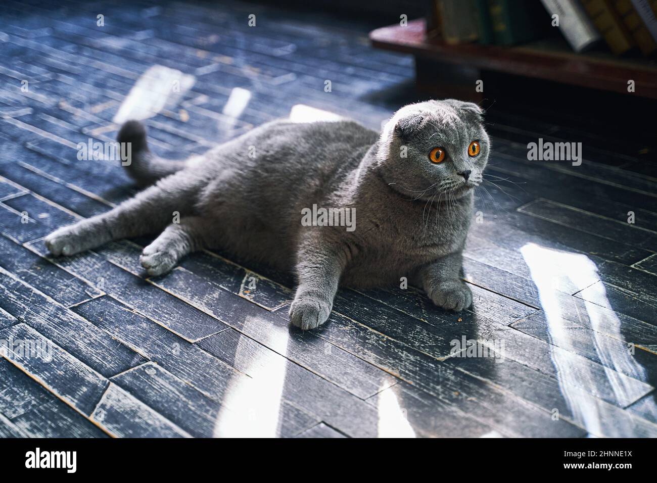 Scottish Fold Hauskatze zu Hause. Graues Haustier, das im Sonnenlicht auf dem Boden liegt. Stockfoto