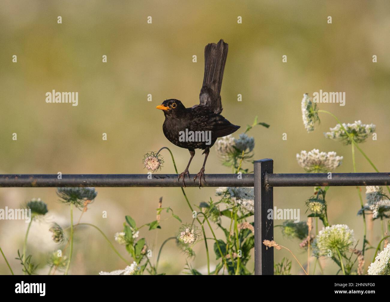 Ein stolzer männlicher Blackbird, der vor einem sauberen Hintergrund wilder Blumen auf einem Landzungezäunt aufzeigt. Suffolk, Großbritannien Stockfoto