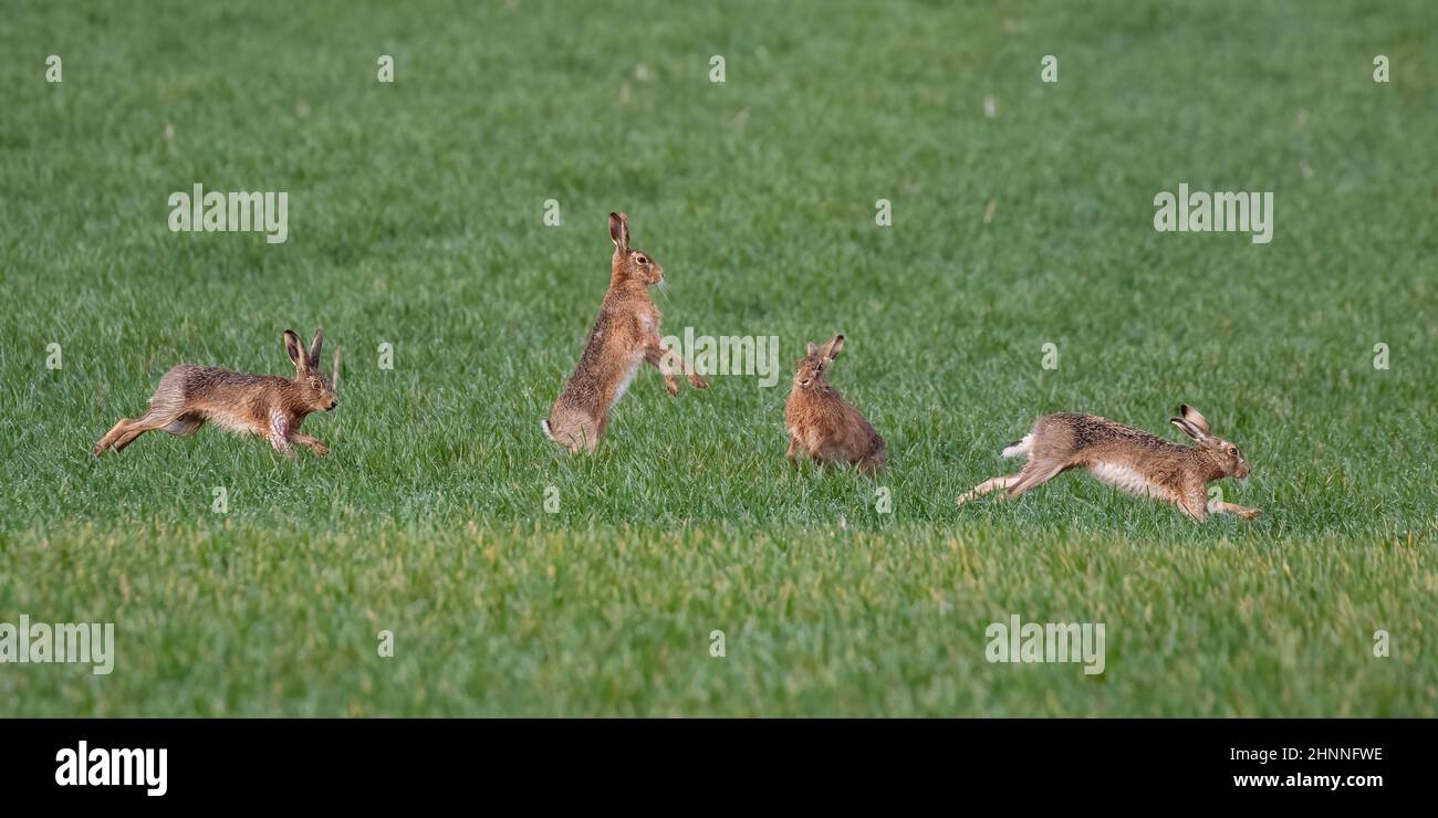 Vier braune Hasen, alle in verschiedenen Positionen, laufen, jagen, Boxen und interagieren für die Aufmerksamkeit eines Weibchens. Suffolk, Großbritannien Stockfoto