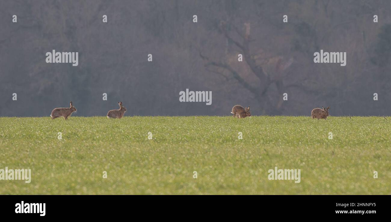 Vier in Folge.vier braune Hasen interagieren in der Paarungssaison auf Grasland, vor einem Waldhintergrund. Suffolk Stockfoto