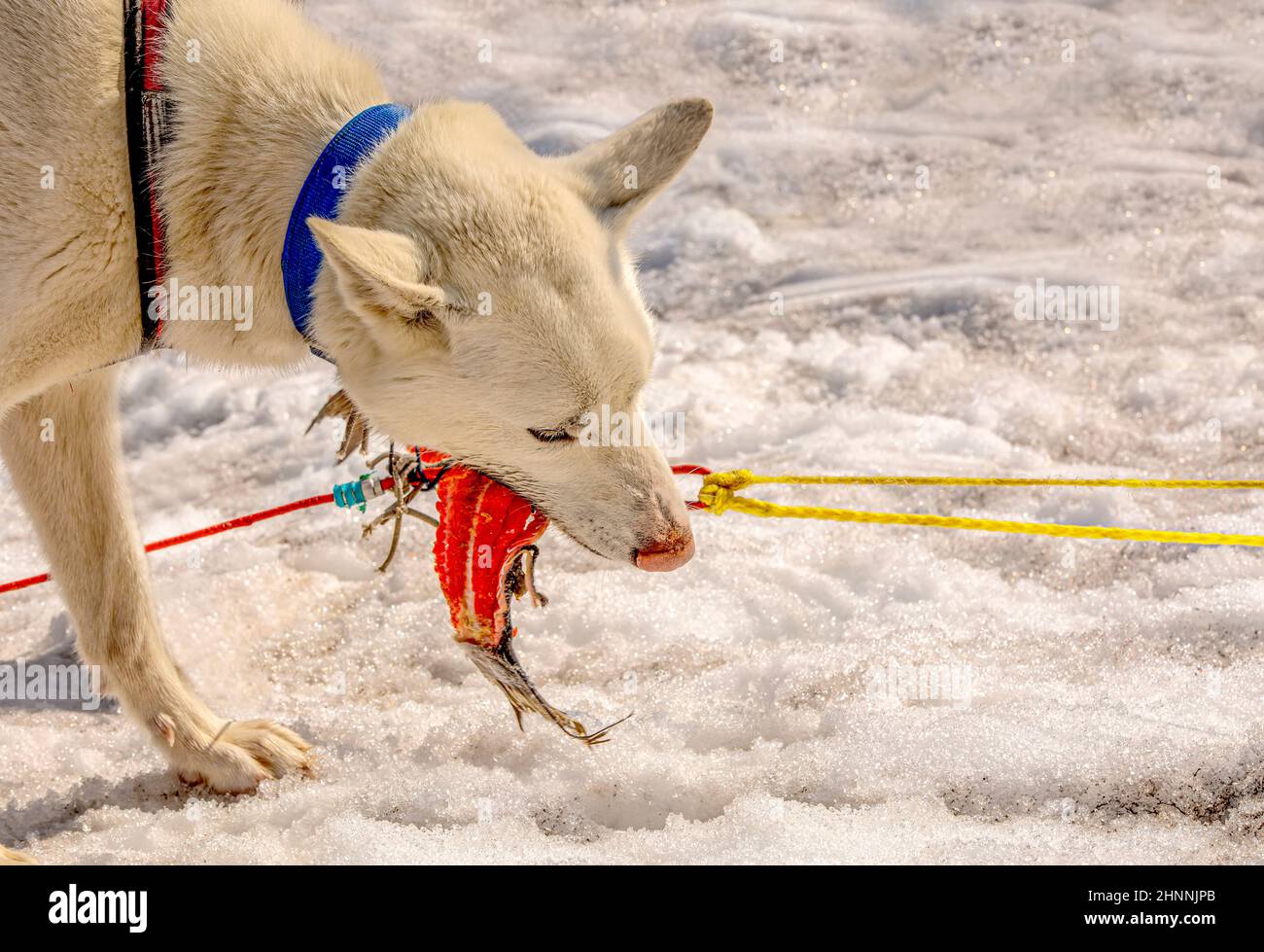 Huskies im Team rasten aus und fressen Fisch. Halbinsel Kamtschatka Stockfoto