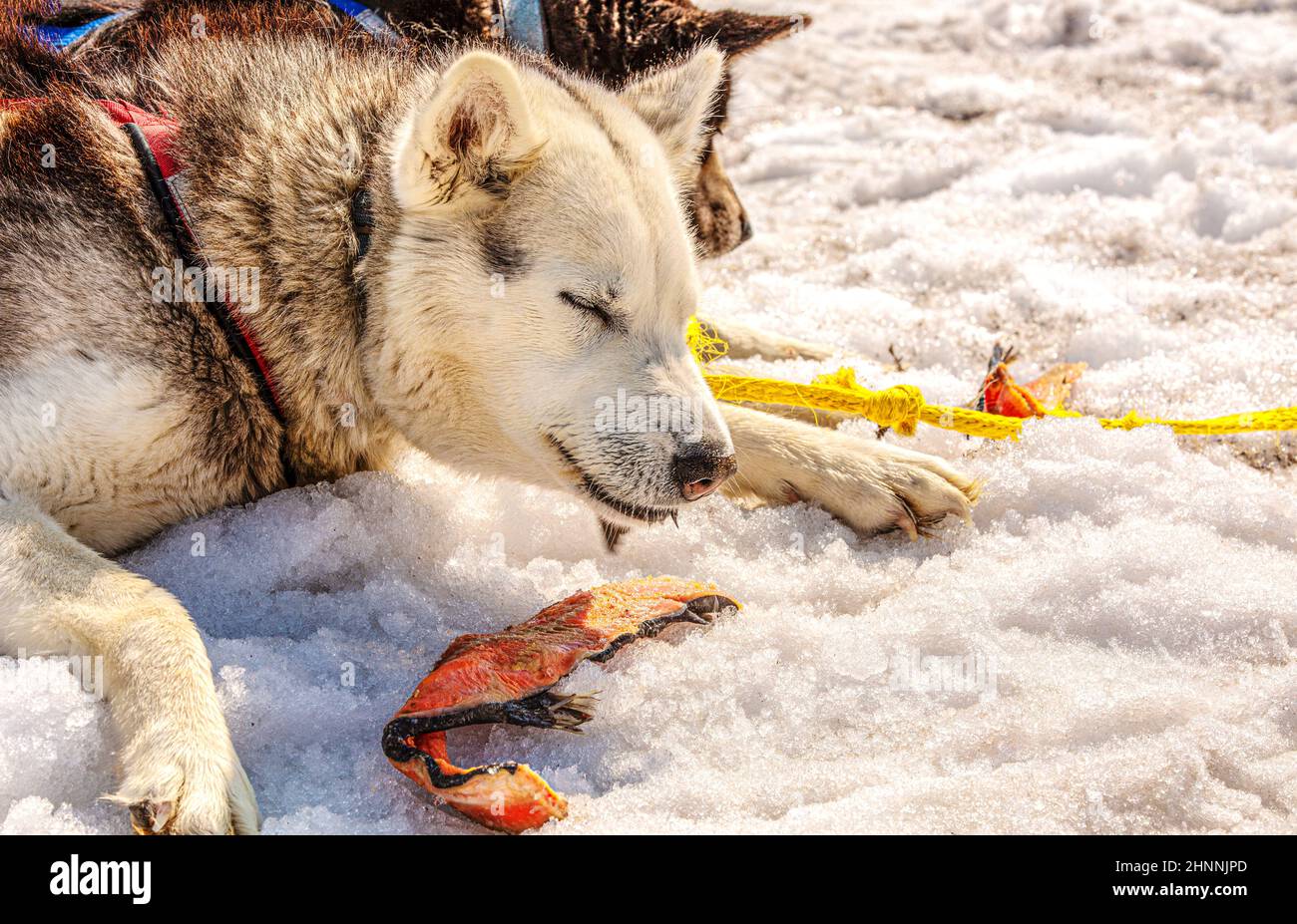 Huskies im Team rasten aus und fressen Fisch. Halbinsel Kamtschatka Stockfoto