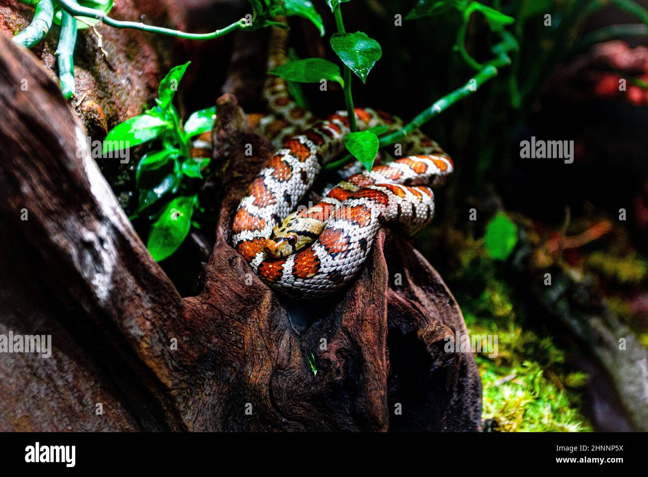 Schlange auf einem Ast. Exotische Reptilien Stockfoto