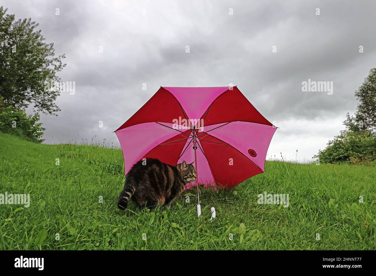 Bei Regenwetter sitzt eine Katze unter einem Regenschirm Stockfoto