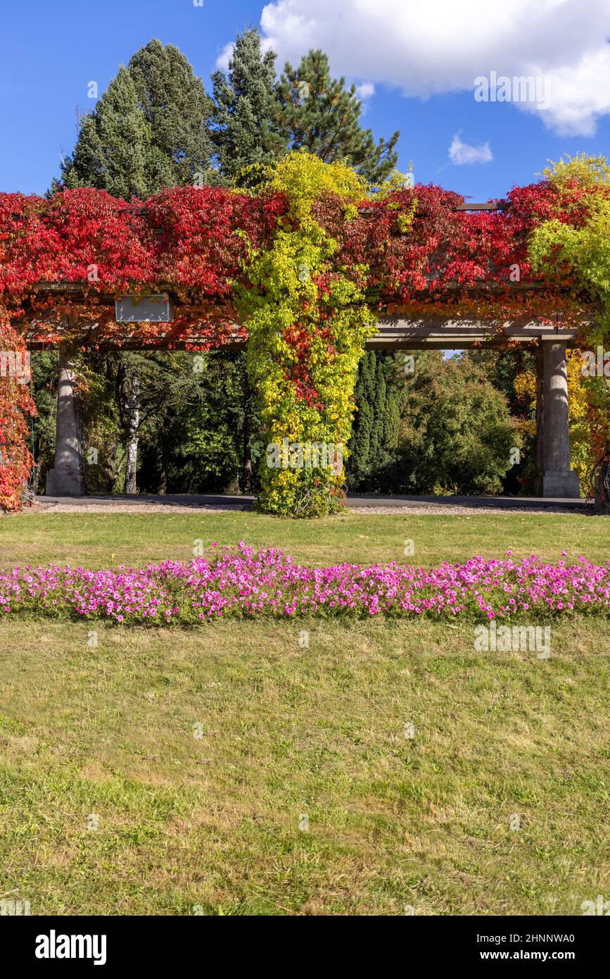 Pergola in Breslau an einem sonnigen Herbsttag schwirnen sich bunte Blätter von virginia auf blauem Himmel, Szczytnicki Park, Breslau, Polen. Da bin ich Stockfoto