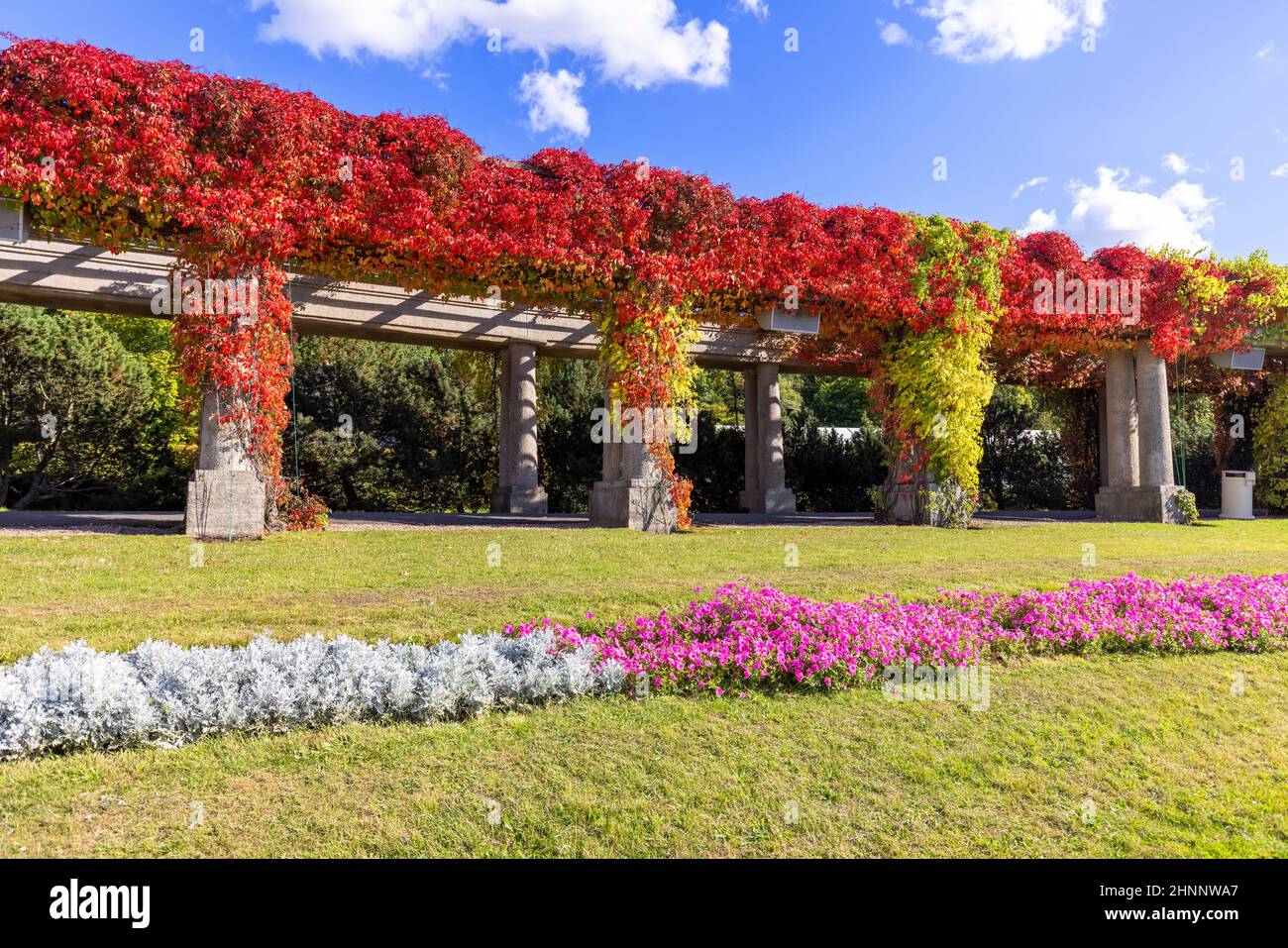 Pergola in Breslau an einem sonnigen Herbsttag schwirnen sich bunte Blätter von virginia auf blauem Himmel, Szczytnicki Park, Breslau, Polen. Da bin ich Stockfoto