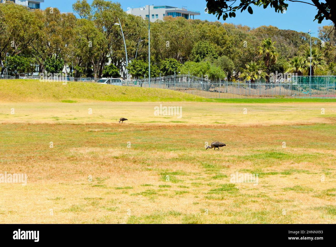 Hadada ibis, Vögel auf Grasfeld in Südafrika. Stockfoto