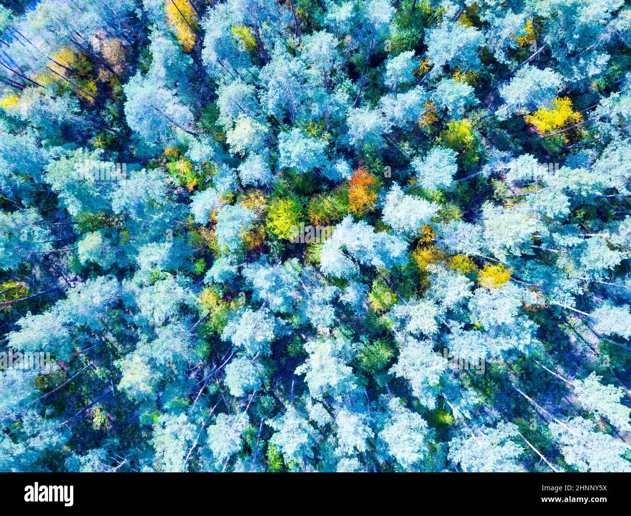 Winterwaldlandschaft, Hoge Veluwe, Niederlande Stockfoto