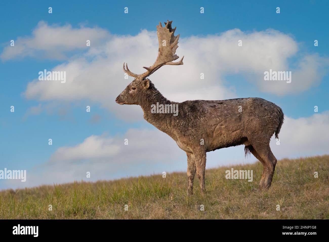 Dama dama, Damhirsch, steht im Herbst aus dem Profil auf Gras. Geweihte Männchen beobachten auf Feld mit blauem Himmel im Hintergrund. Hirsch beobachten in horiz Stockfoto