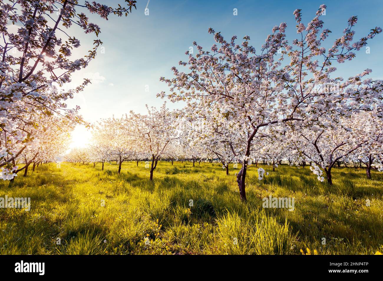 Blühender Apfelgarten im Frühling. Ukraine, Europa. Beauty-Welt. Stockfoto