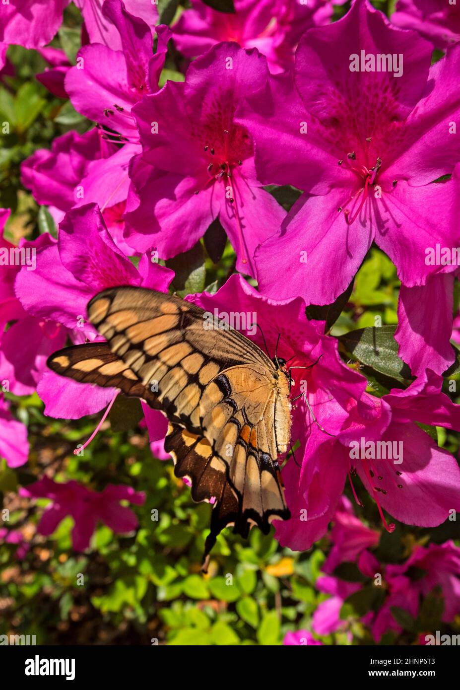 Azaleen blühen in Nord-Zentral-Florida, im frühen Frühling. Stockfoto