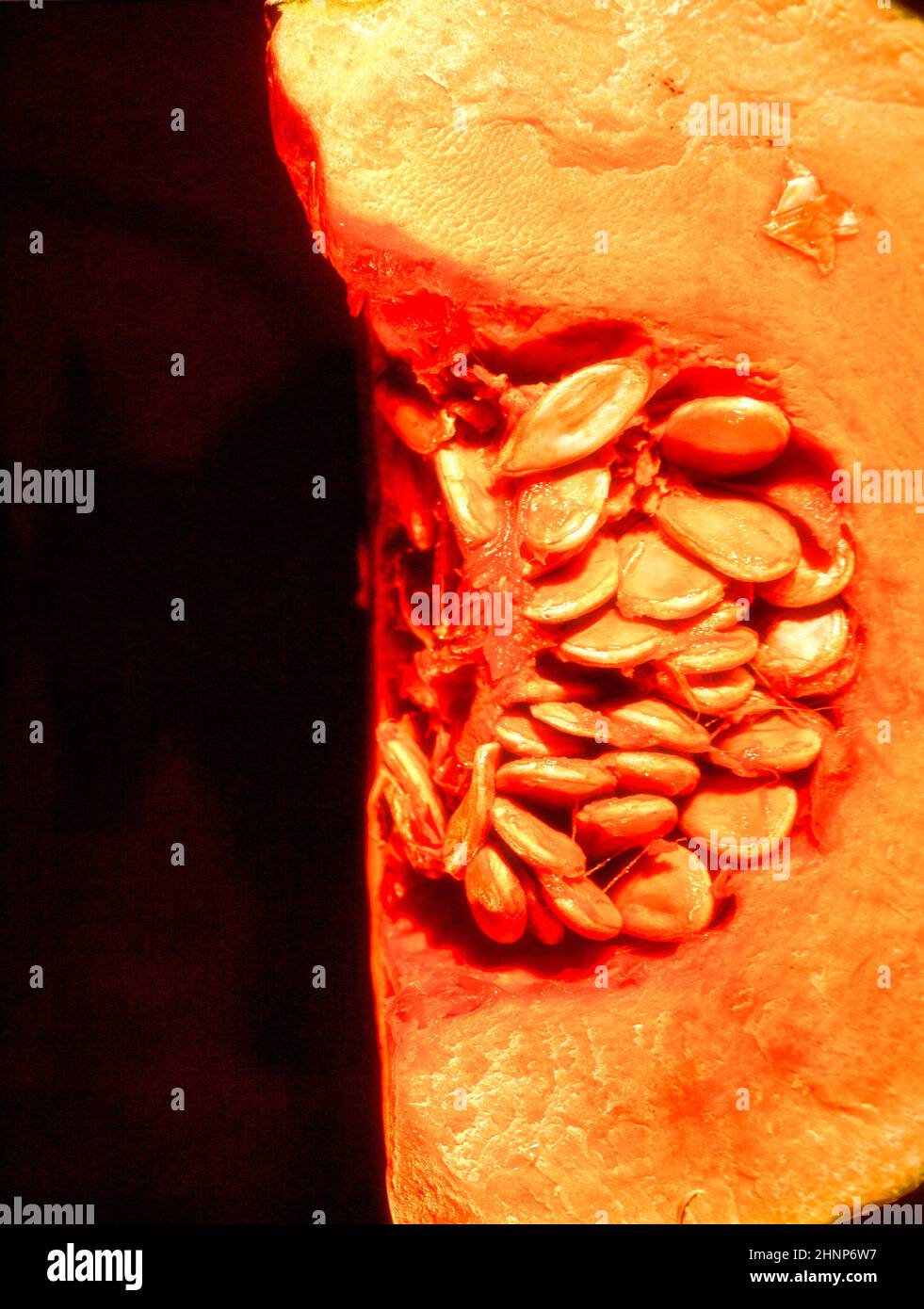 Makrofutter Stillleben von Kürbis-Scheibe, die Samen zeigt, vor einem schlichten schwarzen Hintergrund Stockfoto