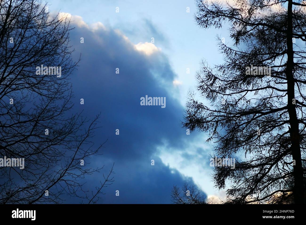 Silhouetten von Bäumen vor dem Hintergrund eines blauen Himmels mit Kumuluswolken. Heller Hintergrund mit Kontrasten, einzigartige Silhouette von Baumkrone Stockfoto