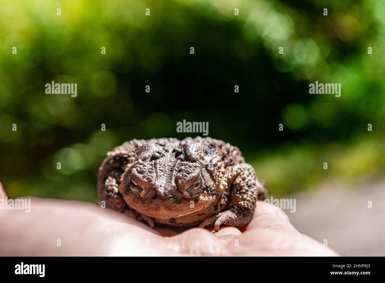 Der Mensch hält eine schöne Waldkröte in seiner Hand in seiner Handfläche Stockfoto