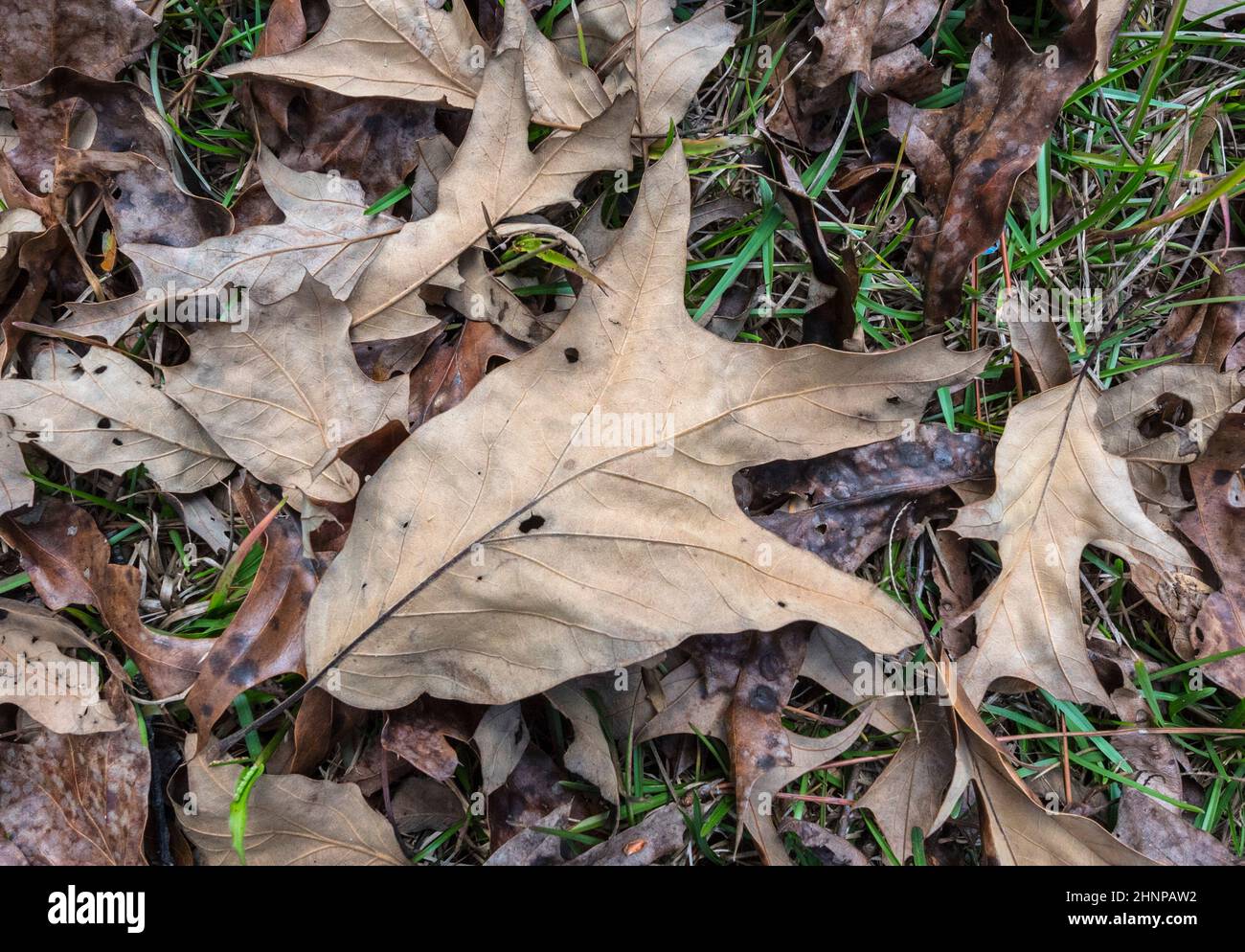 Eine Vielzahl von abgefallenen toten Blättern unter grünem Gras im frühen Winter, North Central Florida. Stockfoto