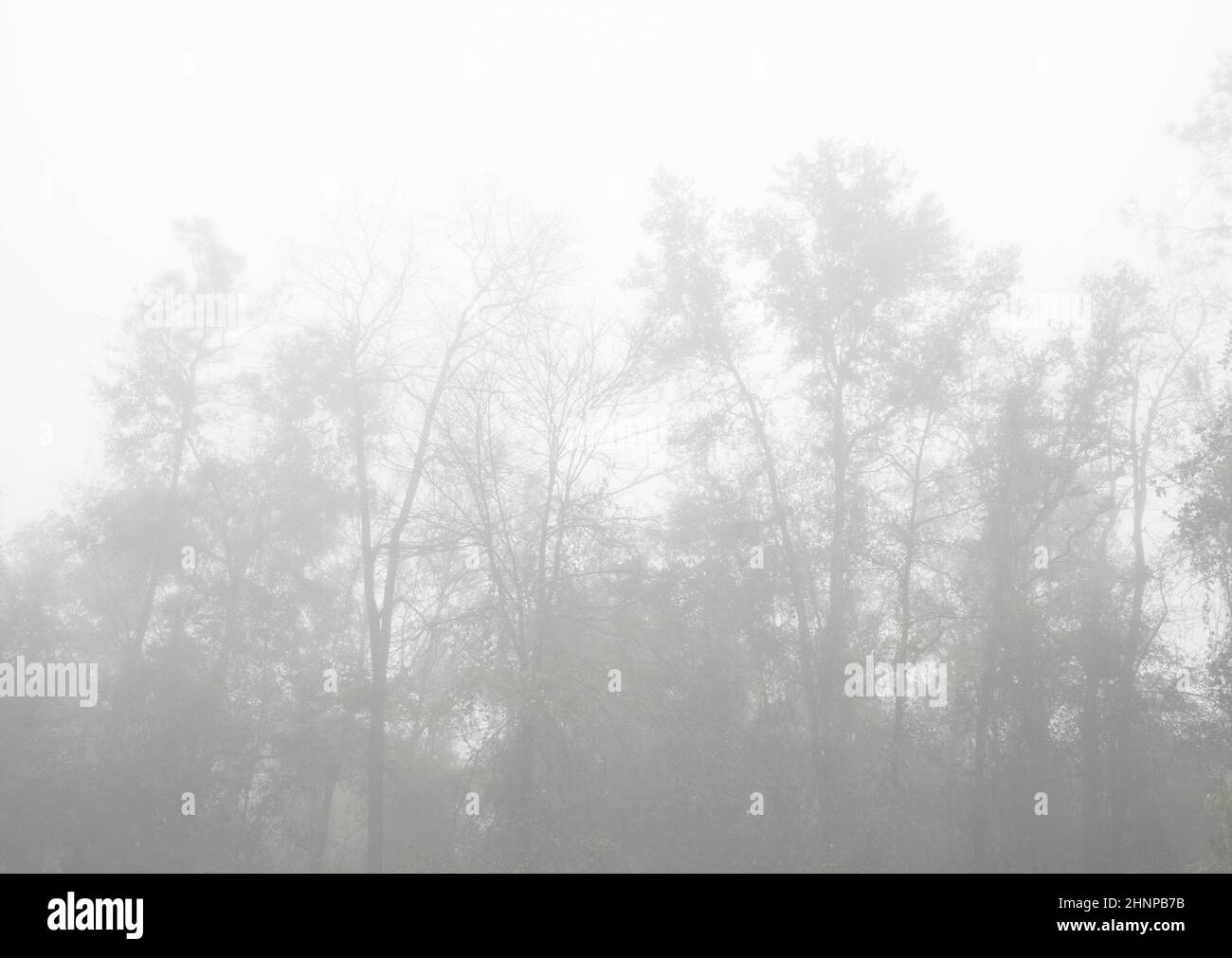 Dense Fog Advisory in Kraft für North Central Florida. Stockfoto