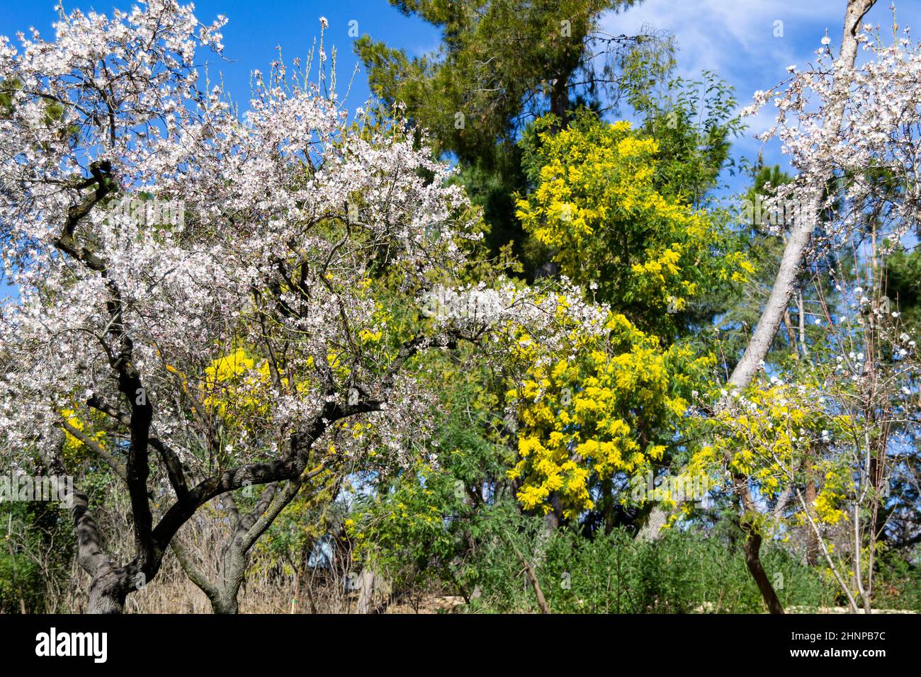 Gelbe Blumen im Park Quinta de los Molinos in Madrid an einem klaren Tag, in Spanien. Europa. Horizontale Fotografie. Stockfoto