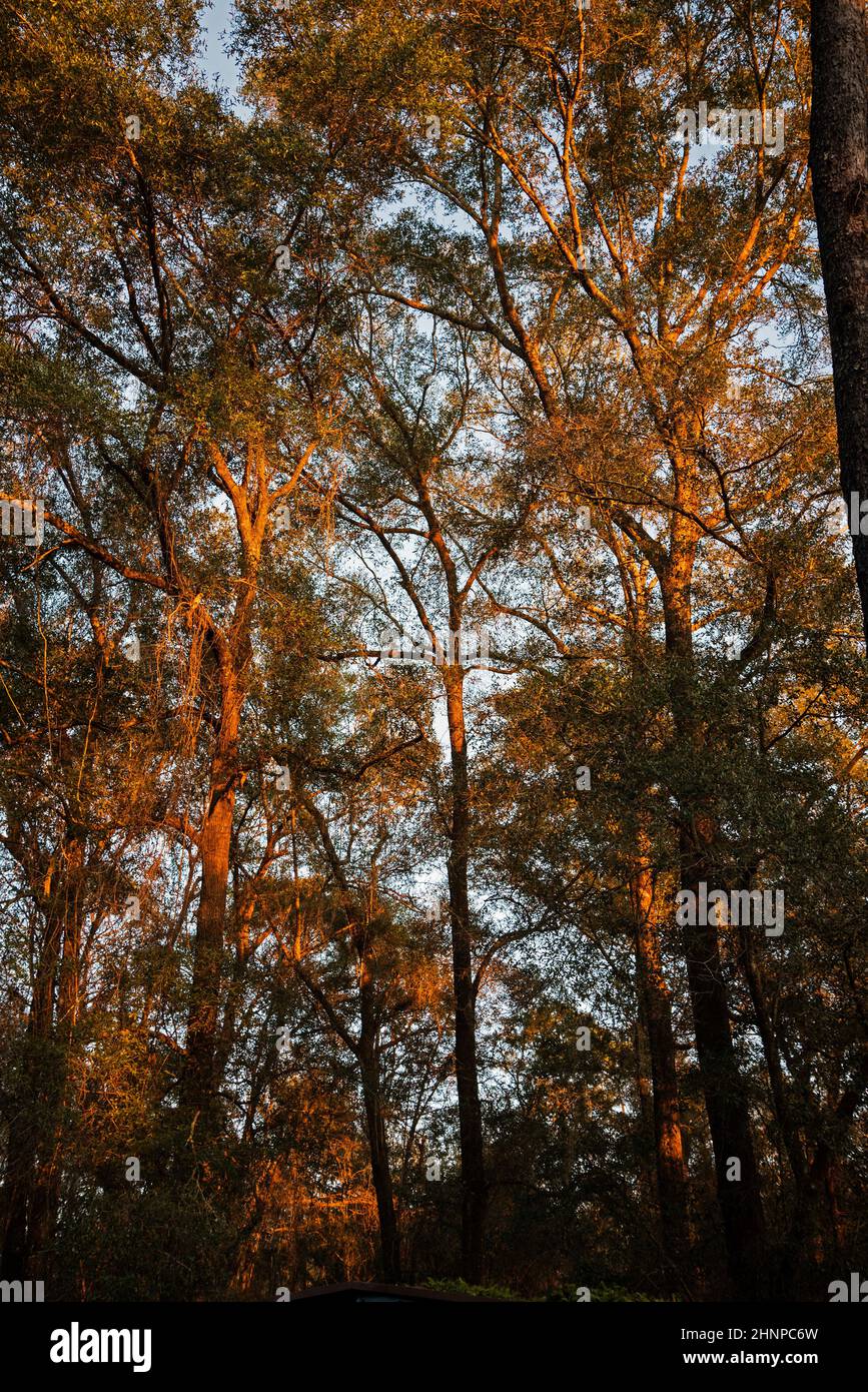 Orangefarbenes Licht bei Sonnenuntergang in den North Florida Woods. Stockfoto