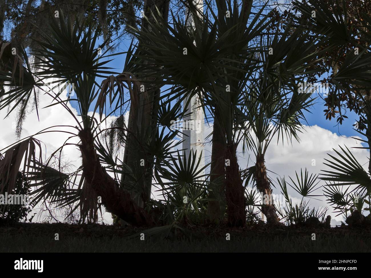 Bäume wurden vor einem Himmel in Florida und einem Betonmast silhouettiert. Stockfoto