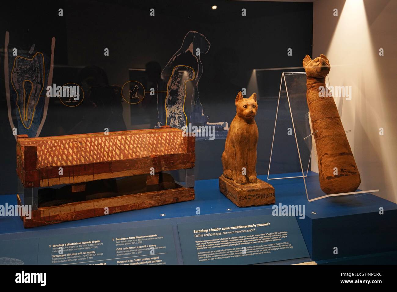 TURIN, ITALIEN - 19. AUGUST 2021: Katzenmumie. Mumifizierung der Katze während der ägyptischen Zivilisation, Ägyptisches Museum von Turin, Italien Stockfoto