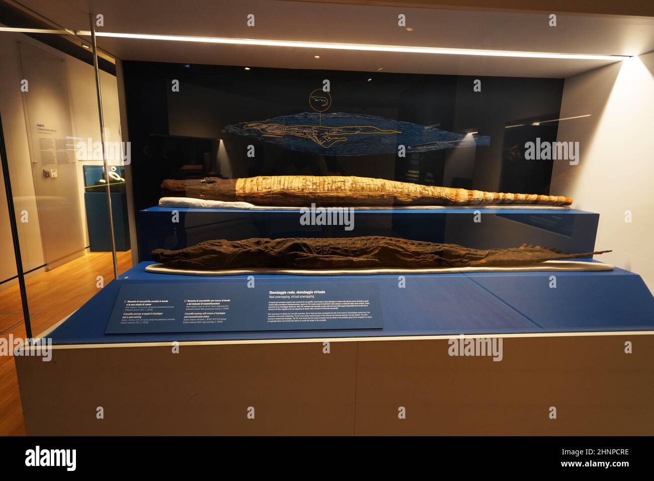 TURIN, ITALIEN - 19. AUGUST 2021: Krokodilmumie. Mumifizierung des Krokodils während der ägyptischen Zivilisation, Ägyptisches Museum von Turin, Italien Stockfoto
