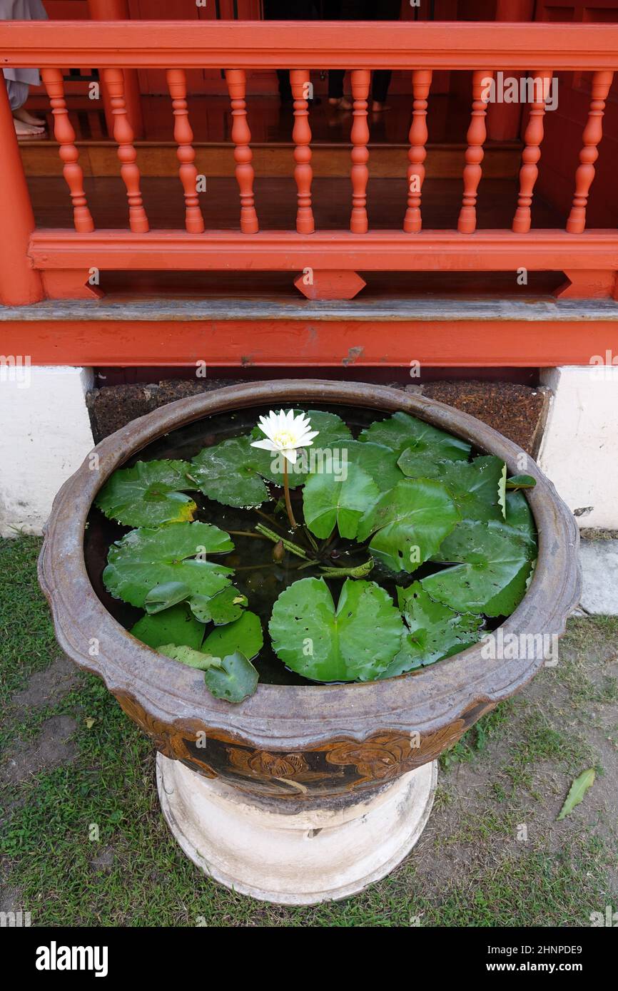 Steinwasserbecken mit weißer Lotusblume (Lotos, nelumbo) (vertikales Bild), Bangkok, Thailand Stockfoto