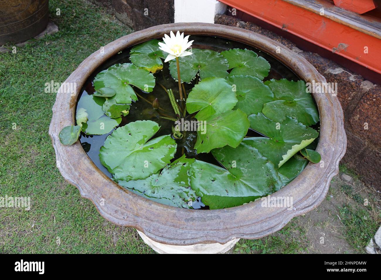 Steinwasserbecken mit weißer Lotusblume (Lotos, nelumbo) (horizontales Bild), Bangkok, Thailand Stockfoto