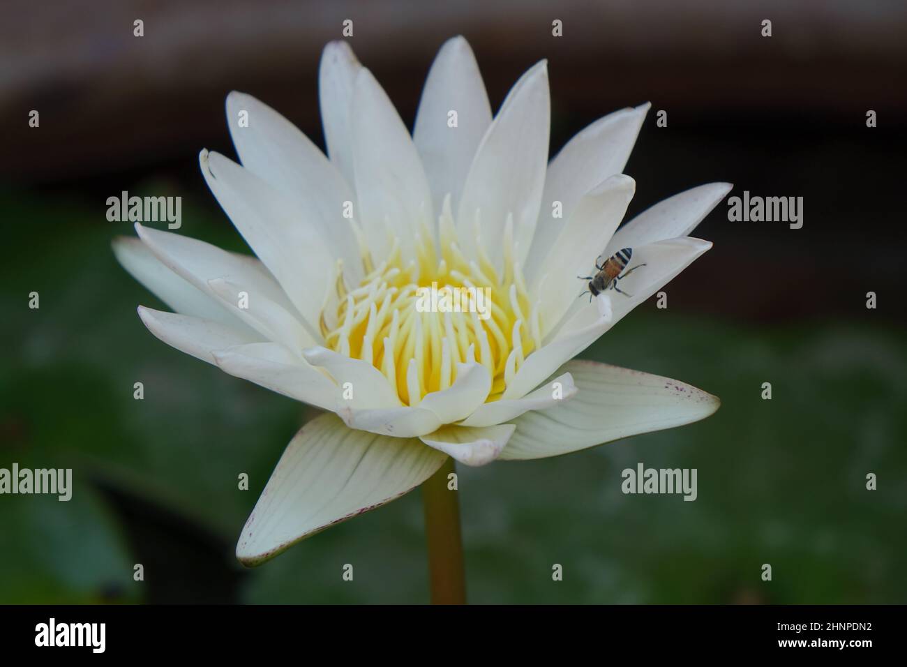 Nahaufnahme einer weißen Lotusblume (Lotos, nelumbo) mit einem Insekt, das auf einem Blütenblatt kriecht, Bangkok, Thailand Stockfoto