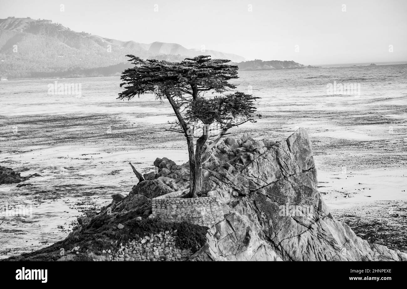 Einsamer Zypressenbaum in Kalifornien Stockfoto